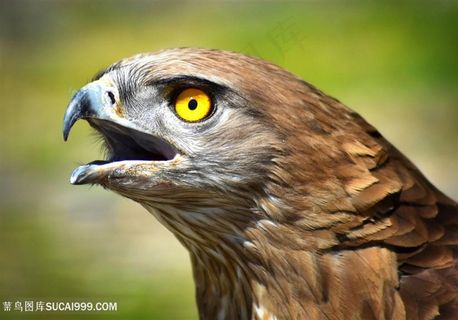 高清凶猛雕脸部特写图片鸟图片