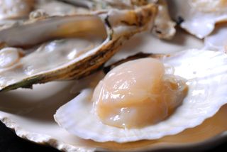 HQ-678扇贝生蚝