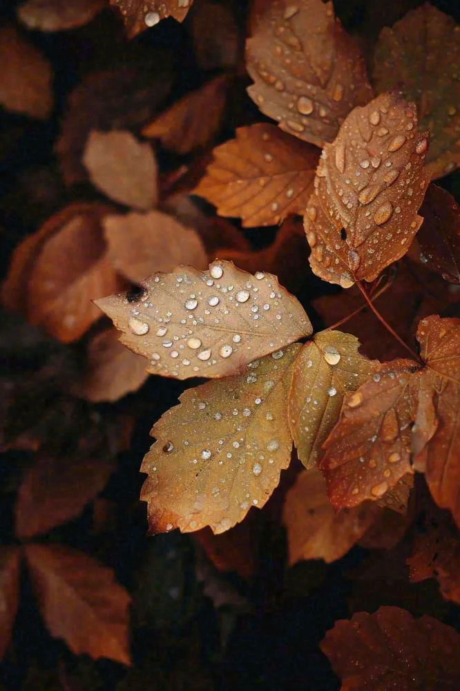 秋天雨天秋叶满地落叶，立秋秋分故事感(896x1344)