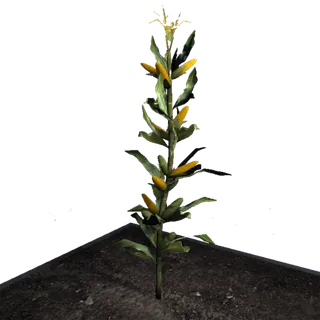 现代农业玉米苗