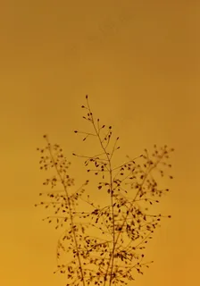 花草黄色背景竖图