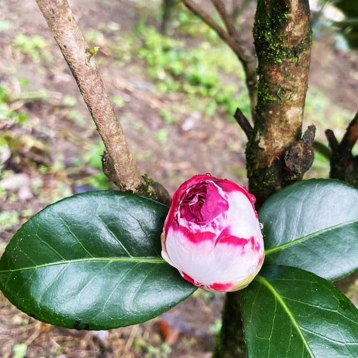 含苞待放，绿叶花朵山茶花