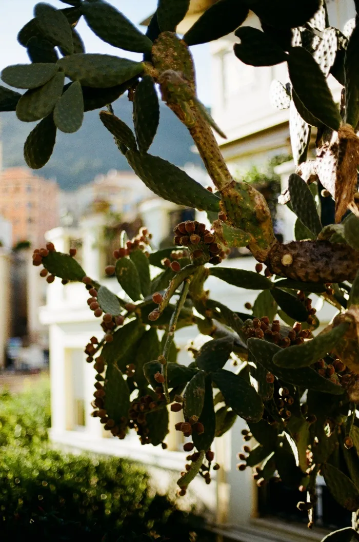 绿色仙人掌仙人球摄影素材