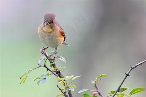 鸟类大全红胁蓝尾鸲素材图