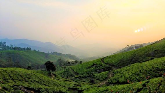 茶叶种植园图片