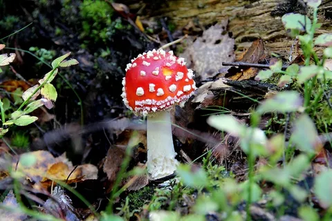 飞木耳鹅肝菌菇图片 飞木耳鹅肝菌菇图片