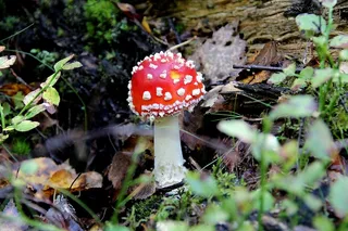 飞木耳鹅肝菌菇图片