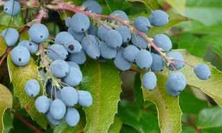 新鲜的成熟浆果