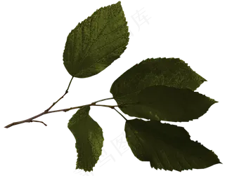 深绿树叶　