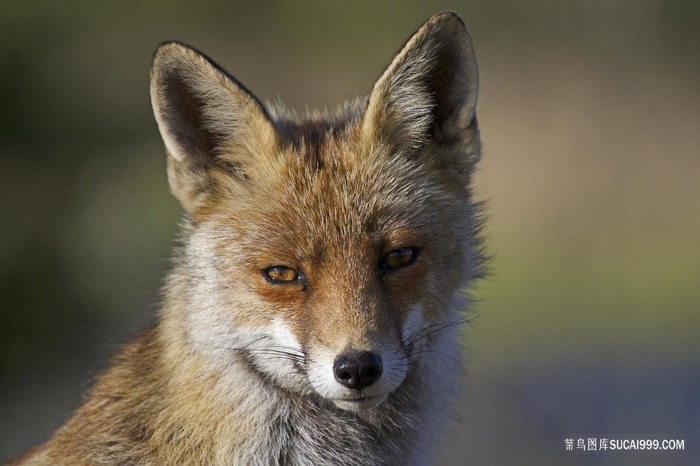 户外摄影回眸一笑的狐狸图片