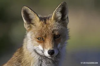户外摄影回眸一笑的狐狸图片