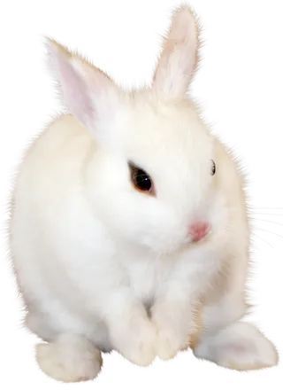 白兔动物兔年