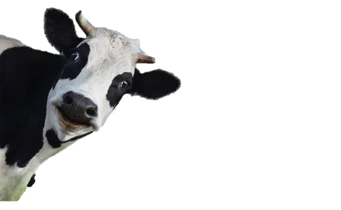 现代农业牛头奶牛
