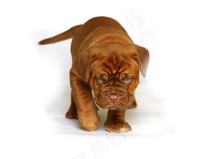 高清斗牛犬图片 高清斗牛犬图片