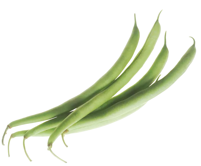 豇豆绿色长条