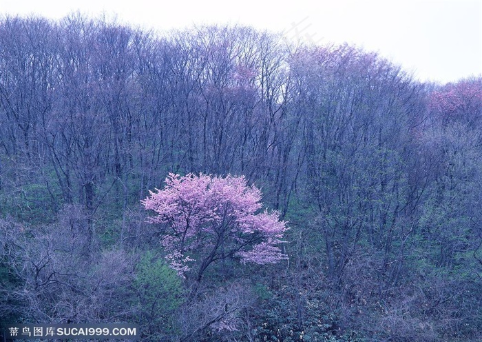 自然风景-在山坡上的丛林里一颗树正开满鲜花