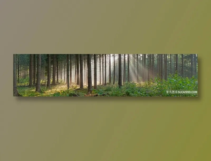 森林中的阳光