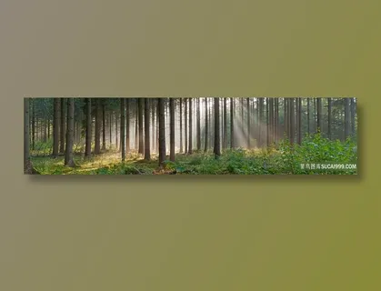 森林中的阳光 森林中的阳光