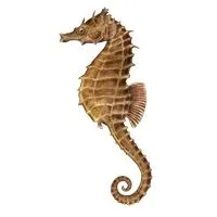 海马 PNG免抠(200x200)