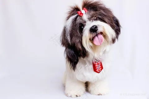 漂亮可爱的西施犬图片 漂亮可爱的西施犬图片
