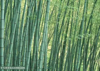 竹林竹子风景画