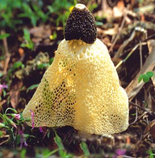 蘑菇香菇金针菇杂菇菌类美食素菜