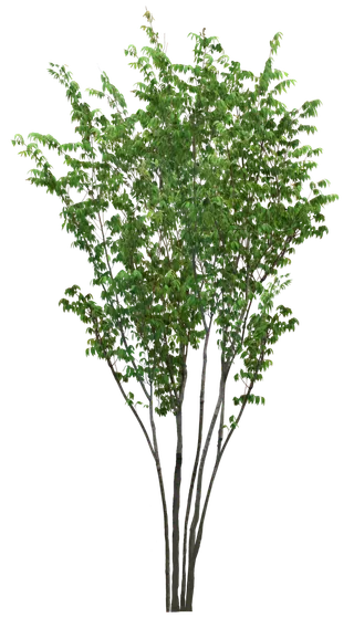 高清树木素材 免抠PSD植物素材 美术绘画园林贴图 树草灌木花草