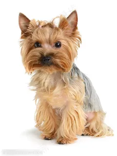 可爱的狗狗高清图片