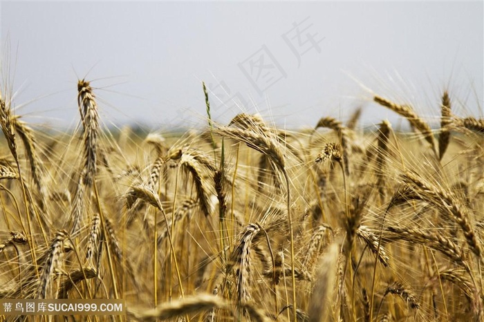 农作物麦子素材图片