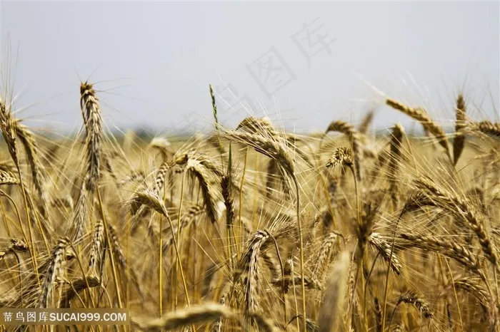 农作物麦子素材图片