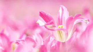 高清粉色花朵花蕊