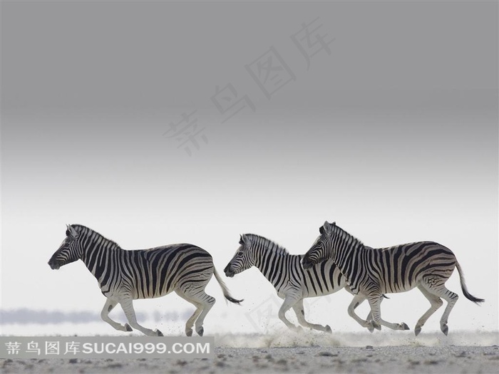 奔跑的斑马摄影素材