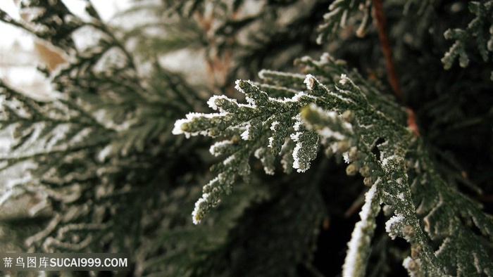 雪景树叶壁纸