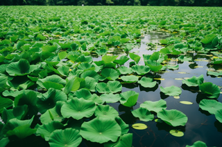 夏天池塘湖泊荷叶荷花绿植摄影图