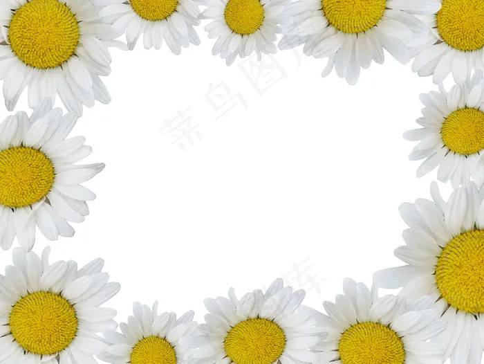 雏菊花边背景图片