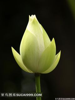 含苞待放的荷花