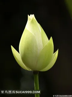 含苞待放的荷花 含苞待放的荷花