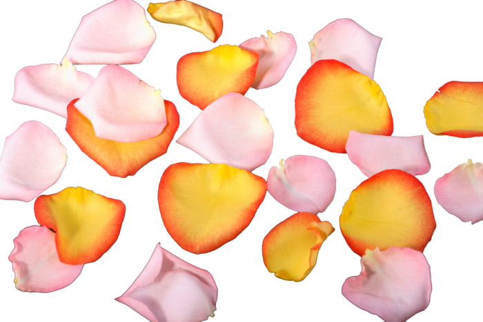 花瓣 免抠 漂浮 花瓣元素