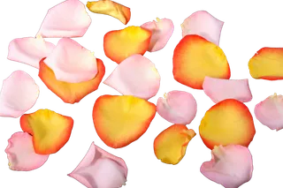 花瓣 免抠 漂浮 花瓣元素