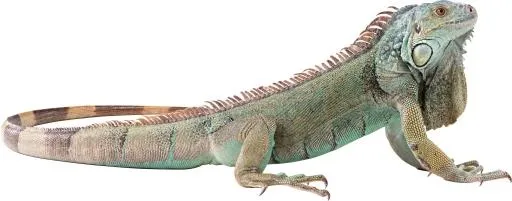 蜥蜴 PNG免抠(2725x1071)