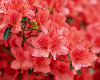 高清晰红色杜鹃花壁纸 高清晰红色杜鹃花壁纸