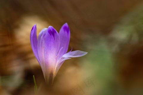 一朵紫色花的图片