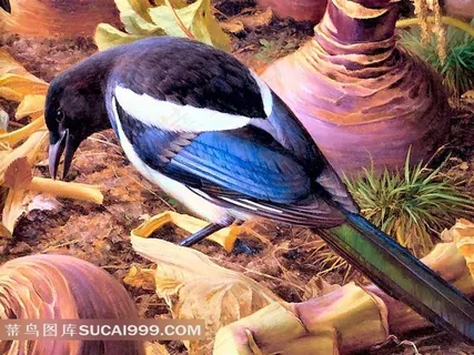 手绘精美喜鹊插图