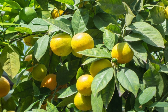 新鲜的黄色橙子