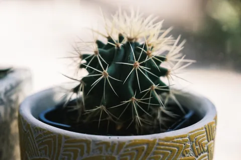 绿色仙人掌仙人球摄影素材 绿色仙人掌仙人球摄影素材