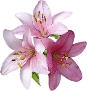 百合花免抠(285x300)