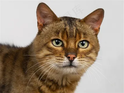 胖胖的小猫摄影素材 胖胖的小猫摄影素材