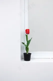 红色郁金香盆栽花朵图片 红色郁金香盆栽花朵图片