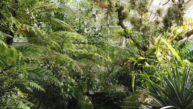 花园, 温室, 植物, 森林, 雨林, 热带, 异国情调