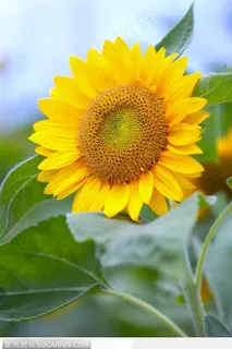 金色向日葵-黄灿灿的向日葵侧面